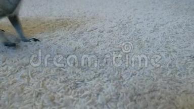 猫鼬在家里的白色地毯上吃一只马达加斯加蟑螂。